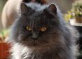 Blue Persian Cat Breed: Info, Pictures, Care & Facts