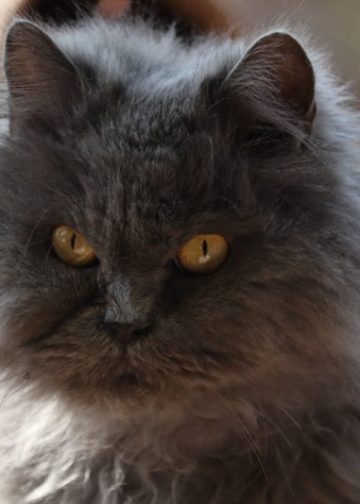 Blue Persian Cat Breed: Info, Pictures, Care & Facts