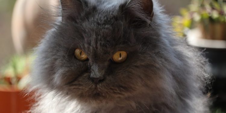 Blue Persian Cat Breed: Info, Pictures, Care & Facts