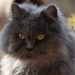 Blue Persian Cat Breed: Info, Pictures, Care & Facts