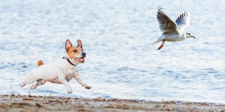 How To Manage Prey Drive in Dogs