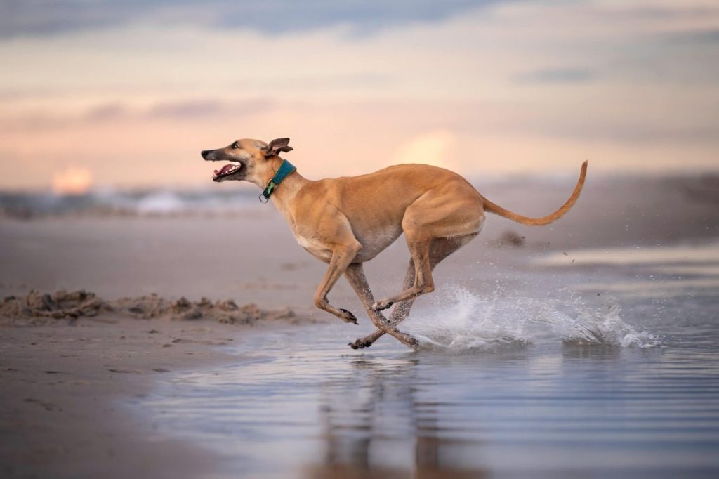 A Greyhound dog running on the beach.