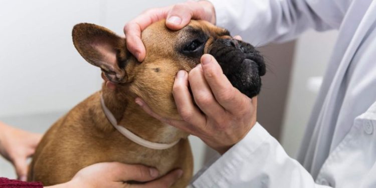 Skin Fold Dermatitis (Intertrigo) in Dogs: Symptoms, Causes, & Treatments