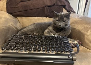 Office Cats: The Pros & Cons of Felines in the Workplace