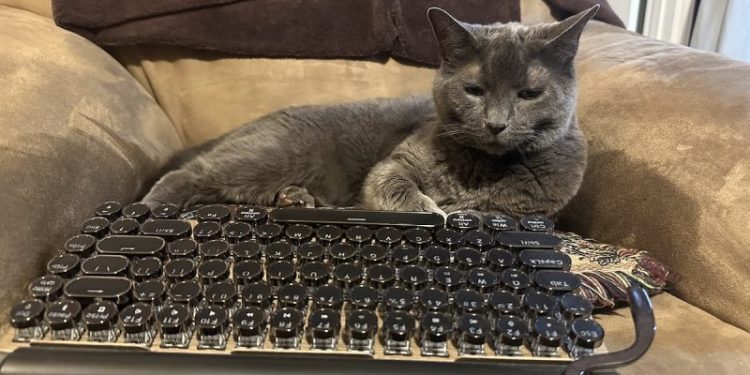 Office Cats: The Pros & Cons of Felines in the Workplace