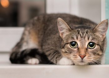 Tremors in Cats: Our Vet Discusses Signs, Causes & Treatment