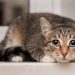 Tremors in Cats: Our Vet Discusses Signs, Causes & Treatment