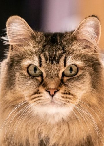 Burmilla Longhair: Info, Pictures, Origin & More