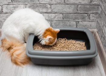 Why Is My Cat Eating Cat Litter? 10 Vet-Reviewed Reasons