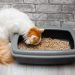 Why Is My Cat Eating Cat Litter? 10 Vet-Reviewed Reasons