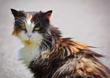 Why Is My Cat’s Fur Matted on His Back? 10 Vet-Reviewed Reasons