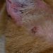 Skin Ulcers in Cats: Our Vet Explains the Causes, Treatment & FAQs