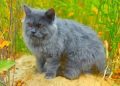 Grey Persian Cat Breed: Info, Pictures, Care & More