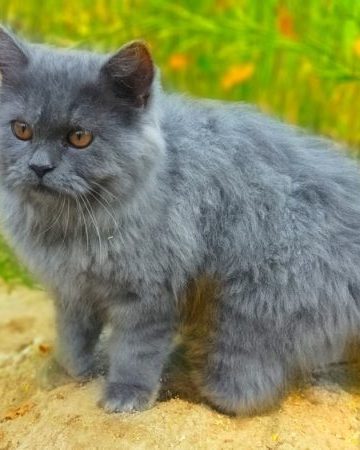 Grey Persian Cat Breed: Info, Pictures, Care & More