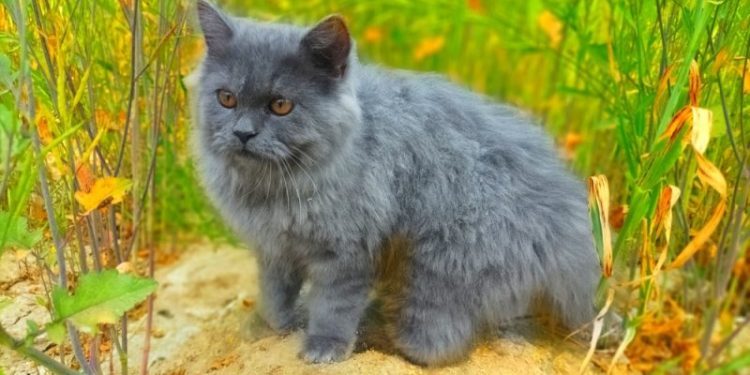 Grey Persian Cat Breed: Info, Pictures, Care & More