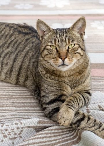 Tiger Cat: Info, Pictures, Facts & Origins