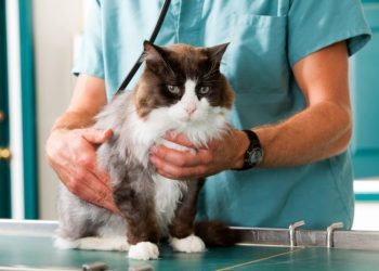Stomach Cancer in Cats: Our Vet Explains the Causes, Signs & Care