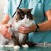 Stomach Cancer in Cats: Our Vet Explains the Causes, Signs & Care