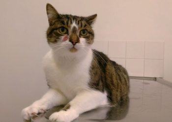 Basal Cell Tumors in Cats: Signs, Causes, Diagnosis & Care (Vet Answer)