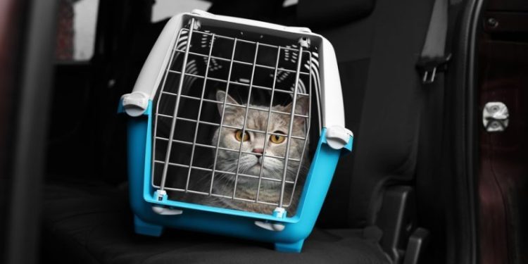 Can Cats Get Car Sick? Vet-Verified Facts & Info