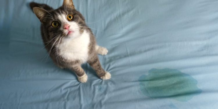 How to Stop My Cat From Peeing on My Bed: 8 Vet-Verified Tips & Tricks