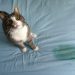 How to Stop My Cat From Peeing on My Bed: 8 Vet-Verified Tips & Tricks