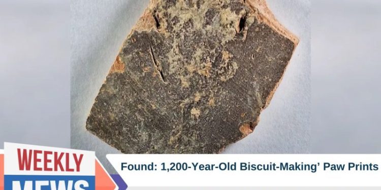 1,200-Year-Old ‘Biscuit-Making’ Paw Prints Found by Archaeologists Suggest the Habit is Not Just for Modern Cats