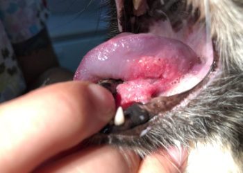 Feline Oral Squamous Cell Carcinoma: Our Vet Explains the Causes, Signs & Care