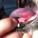 Feline Oral Squamous Cell Carcinoma: Our Vet Explains the Causes, Signs & Care