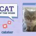 Catster Photo Contest: Cats of the Week Winners (October 25, 2024)