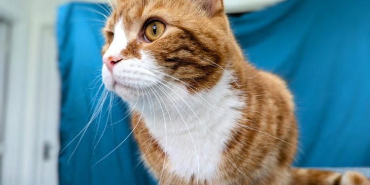 Alex – What Long Whiskers You Have!