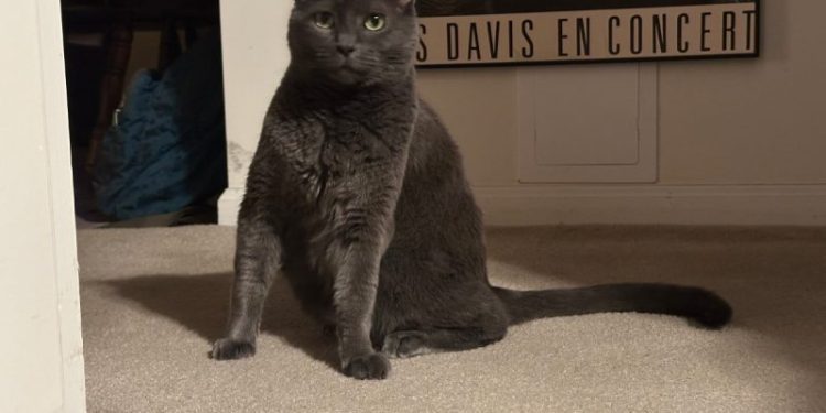 Is Disciplining a Cat Useful or Effective? Olga Says No!