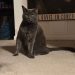 Is Disciplining a Cat Useful or Effective? Olga Says No!