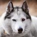 Scleritis in Dogs: Symptoms, Causes, & Treatments