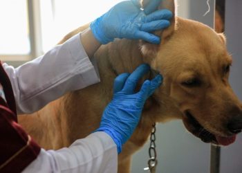 Abscesses in Dogs: Symptoms, Causes, & Treatments