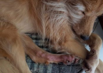 Atopic Dermatitis in Dogs: Symptoms, Causes, & Treatments