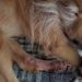 Atopic Dermatitis in Dogs: Symptoms, Causes, & Treatments