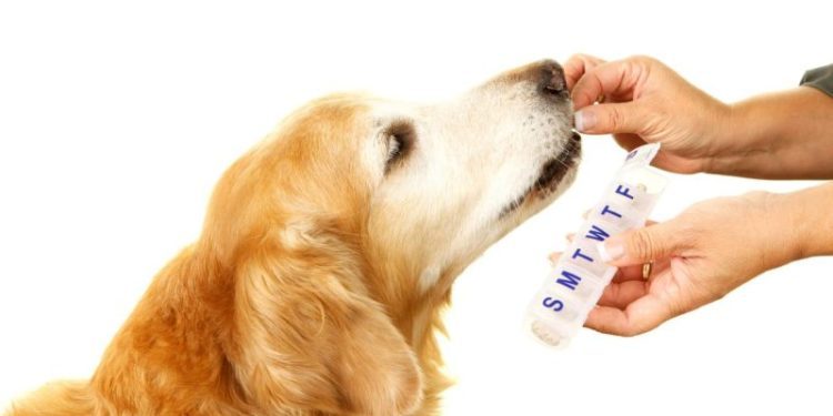 Ketoconazole for Dogs: Uses, Dosage, & Side Effects