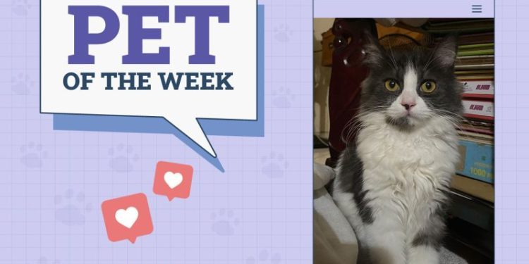 Catster Photo Contest: Cats of the Week Winners (November 1, 2024)