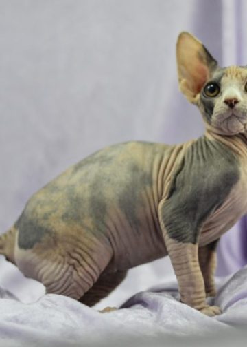 Mexican Hairless Cat Breed: Info, Pictures, Care & More