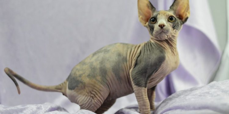 Mexican Hairless Cat Breed: Info, Pictures, Care & More