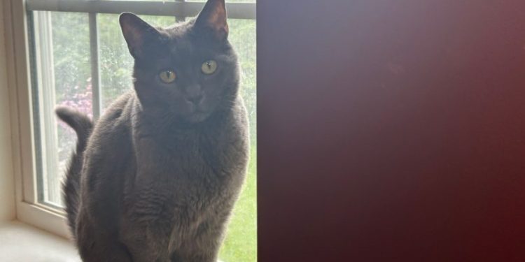 When Cats Eat a Wet Food-Only Diet: Olga’s Preferences