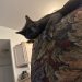 Is Your Cat a Stalker? Olga’s Creepy Ways