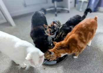 Zazzles and Her Multiple Personalities