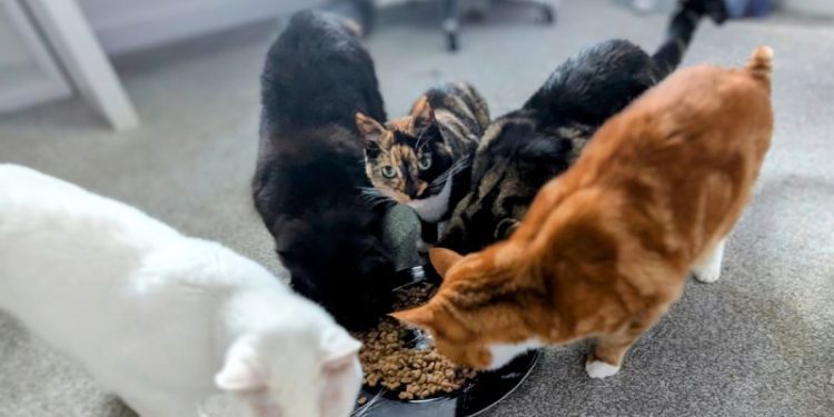 Zazzles and Her Multiple Personalities