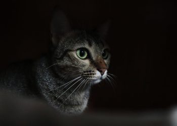 Should I Leave a Light on For My Cat? Vet-Approved Care Facts