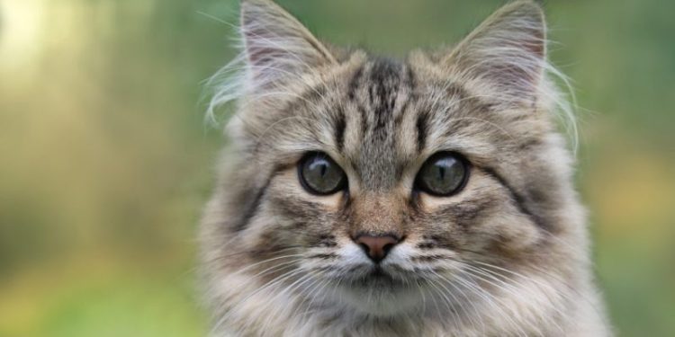 How to Tell Cat Gender By Face? 3 Vet-Approved Ways