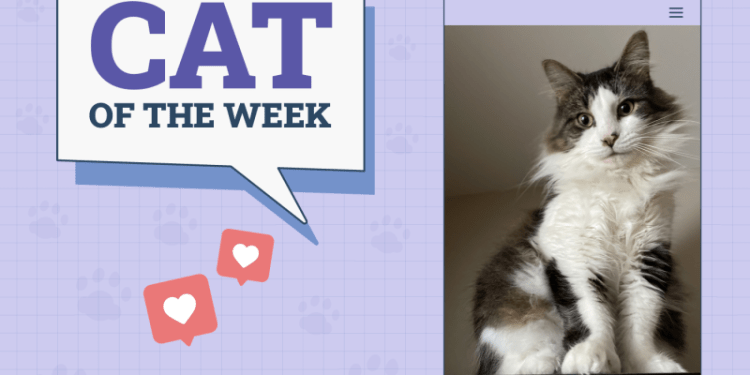 Catster Photo Contest: Cats of the Week Winners (November 28, 2024)