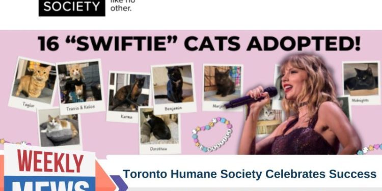 Toronto Humane Society Celebrates Success of Taylor Swift-Inspired Cat Adoption Campaign