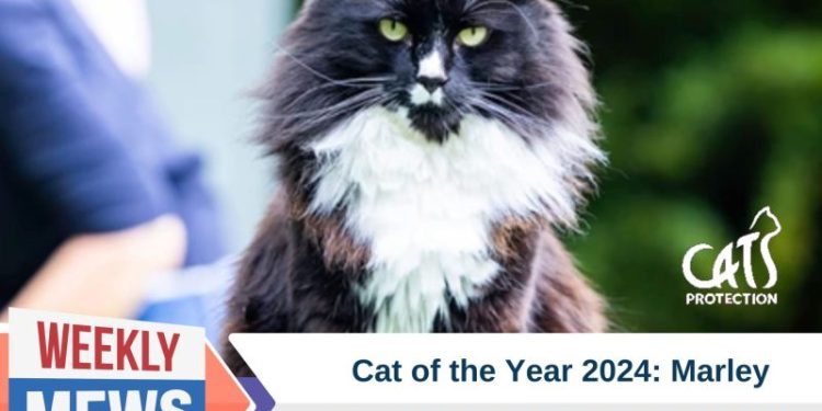 Celebrating Feline Heroes: Meet Marley, Cat of the Year 2024